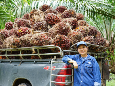 ชุมนุมสหกรณ์ชาวสวนปาล์มน้ำมันกระบี่ จำกัด ... พารามิเตอร์รูปภาพ 10